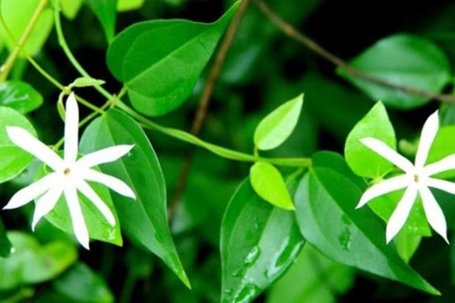 Bài thuốc điều trị viêm da cơ địa